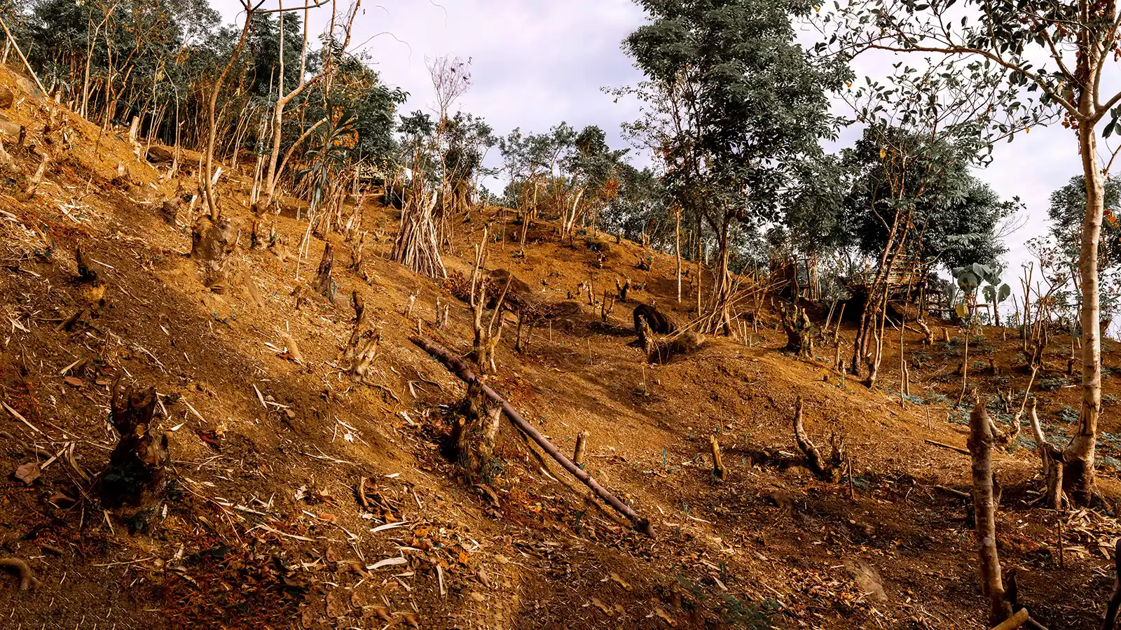 deforestation in masungi georeserve