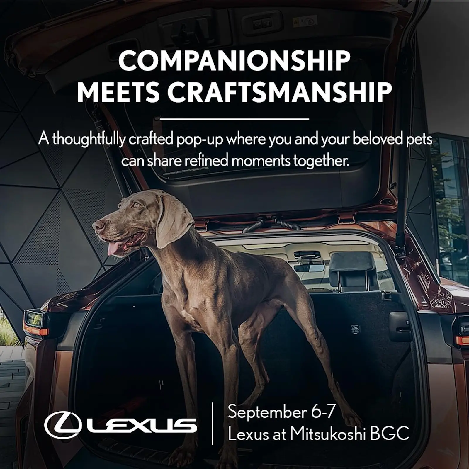 lexus pet pop-up